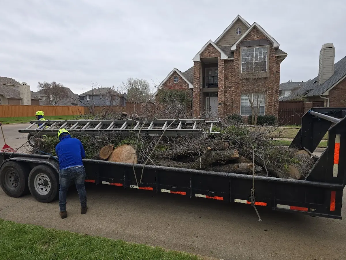 Expert Tree Pest Control with proper safety equipment in Upper Lake